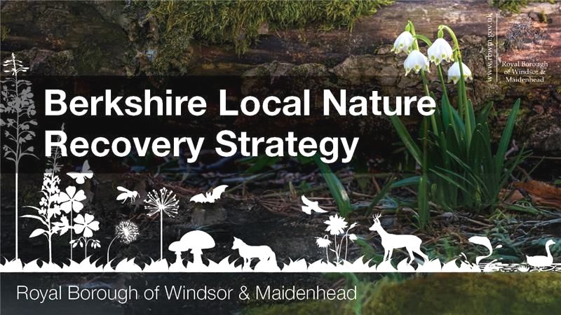 Photo of white flowers in ground with cut out pattern of animals and nature along bottom of design. Berkshire Local Nature Recovery Strategy. Royal Borough of Windsor and Maidenhead